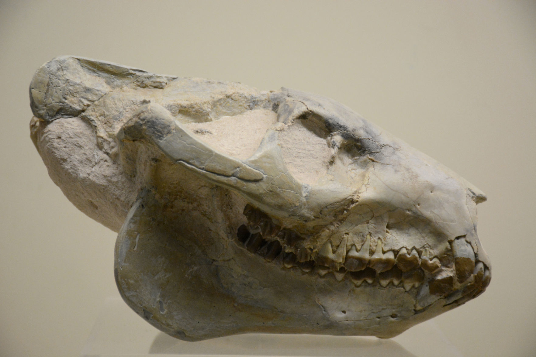 science center Oreodont Skull.jpg